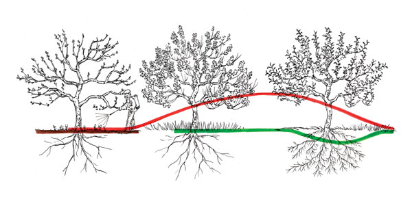 All fungal events can be correlated with root timing down below. Holistic disease management is facilitated by seeing this fungal curve as a guide to the timing of specific tasks.